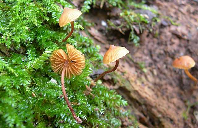 Una strana Galerina  lillipuziana